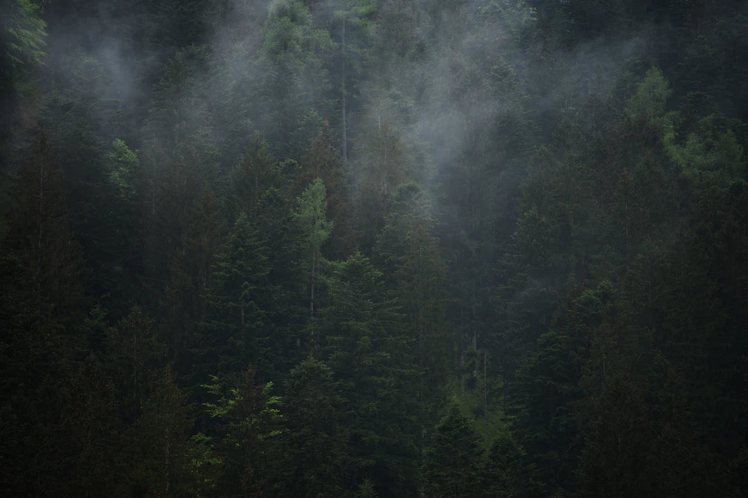 The Environmental Impact of Vaping What You Should Know