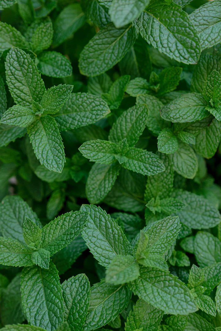 Refreshing Minty Nic Salts for a Cool Vaping Experience